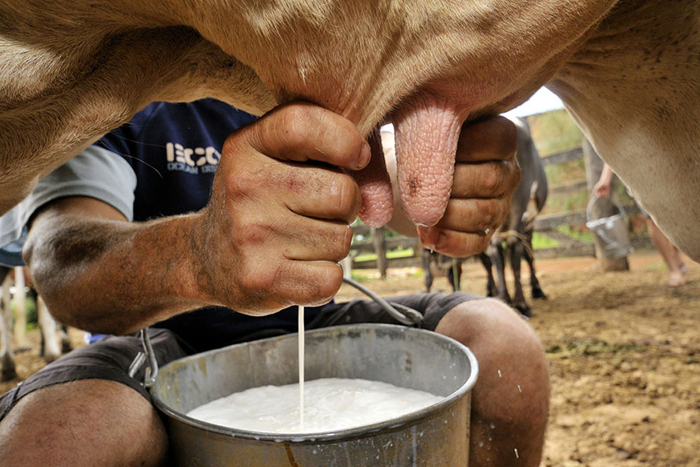 Milking studs drinking their from shot photo