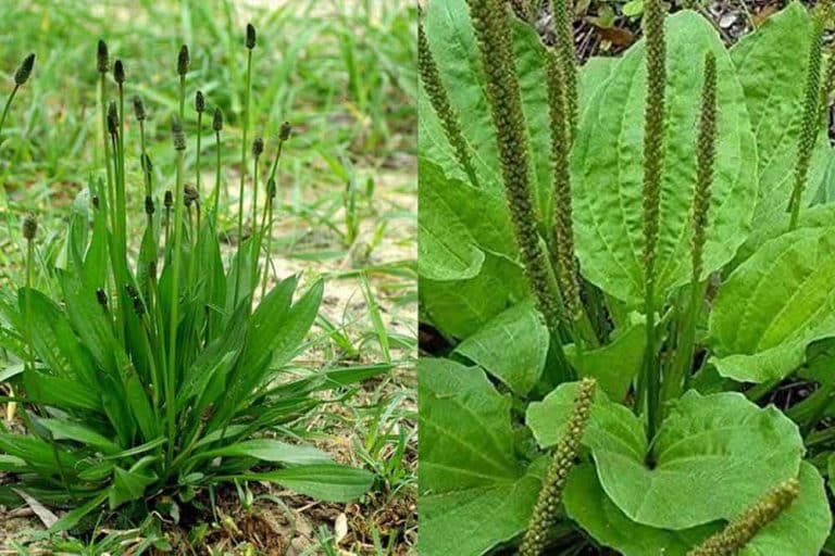 Koja Je Razlika Između Muške I ženske Bokvice? | Agrosavjet