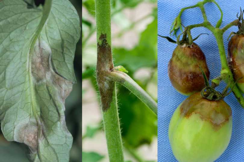 Simptomi plamenjače na listu, stablu i plodu