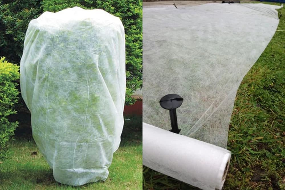 Zaštita smokve od izmrzavanja - Koji materijal koristiti