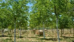 Dobar rod oraha donose odgovarajuće pravilno raspoređene sorte