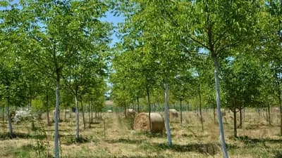 Sadnja oraha Semberija - Čendler