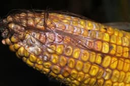 Mikotoksini u hrani za životinje - Tihi ubica farme i opasnost za zdravlje ljudi