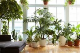 KAKO PREPOZNATI BOLESNO CVIJEĆE - Otkrijte prave uzroke bolesti i vaše cvijeće će vam biti zahvalno