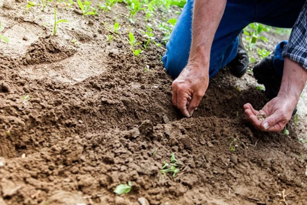 Sjetva i sadnja povrća – Predsjetveno đubrenje