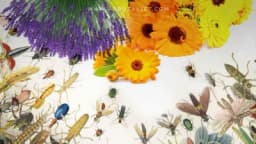 Biljke koje odbijaju štetne insekte