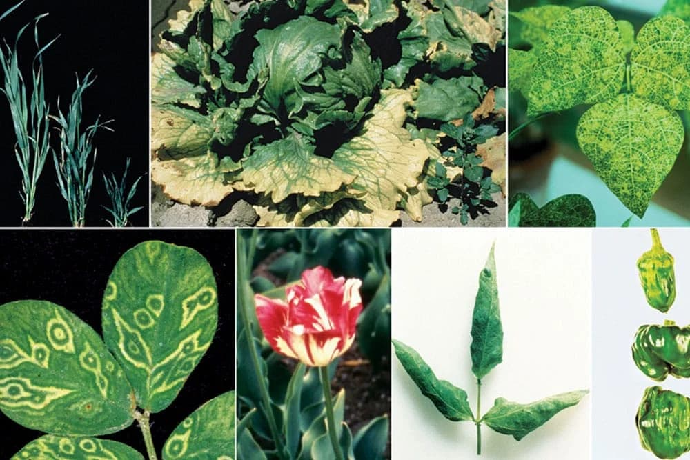 Prouzrokovači bolesti biljaka