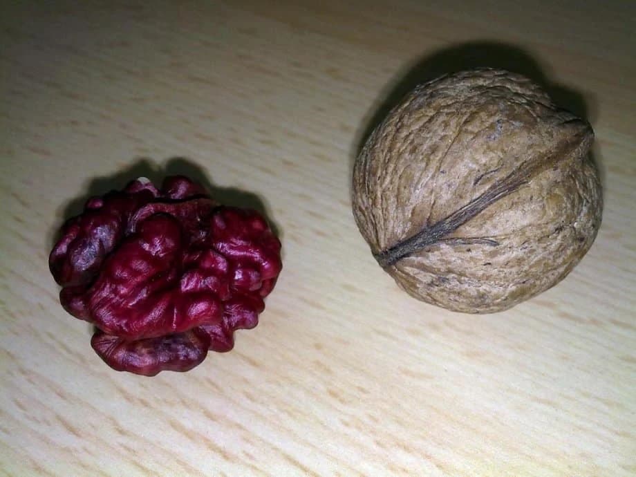 Da li ste znali ?  Postoji crveni orah !