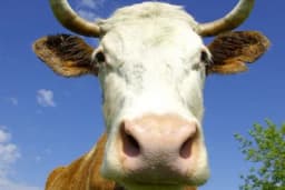 OGLAS KOJI JE NASMIJAO SVE: Bijeljinac prodaje kravu uvezenu iz Njemačke sa urednim papirima