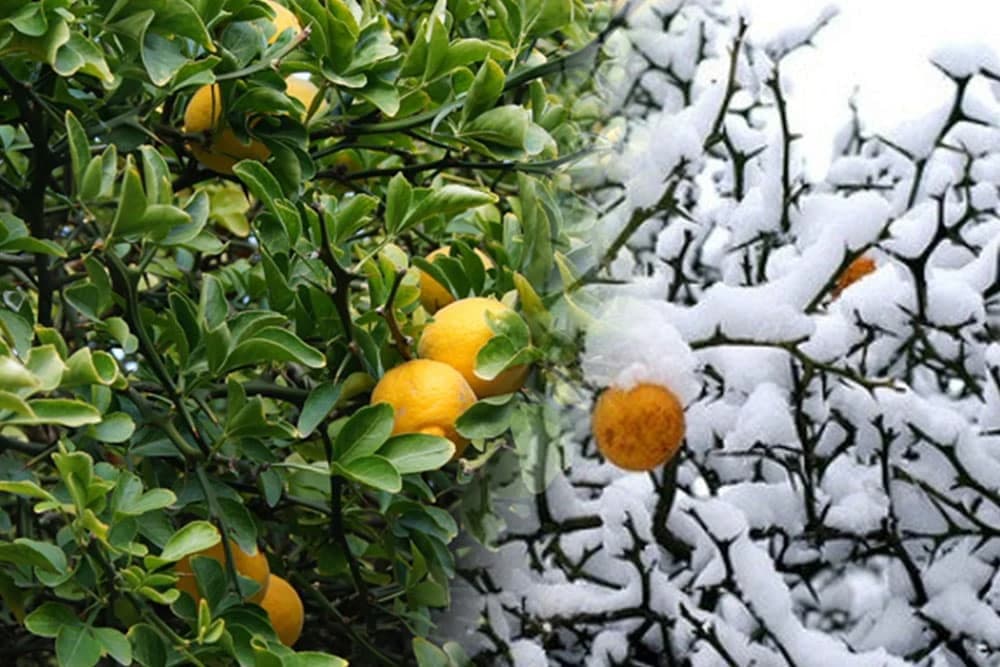 Sibirski limun - Sadnja i gajenje