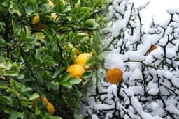 Sibirski limun - Sadnja i gajenje