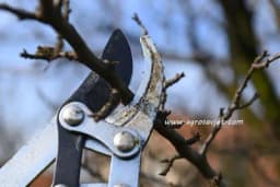 Podmlađivanje šljive