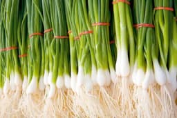 Proizvodnja mladog luka u plasteniku tokom jesenje-zimskog perioda