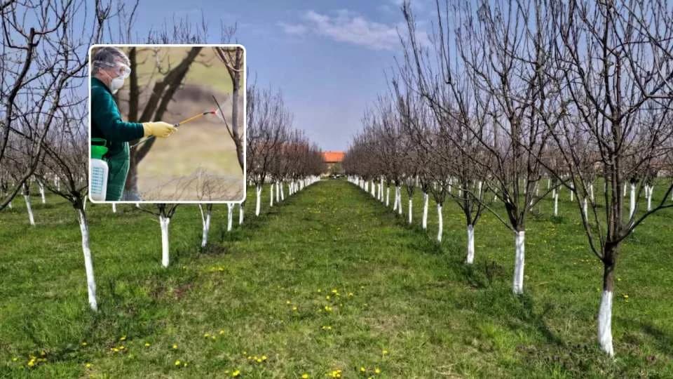 prskanje voća