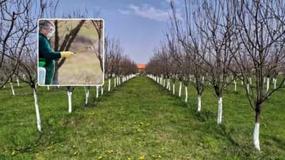 Jesenje prskanje voćaka UREOM donosi krupnije i slađe plodove