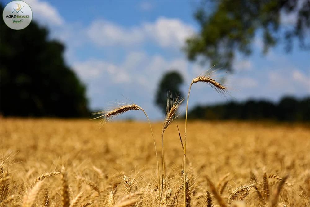 U BiH otkup žitarica povećan za 57 odsto, krompira za 107 odsto