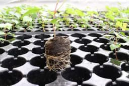 Evo kojim proizvođačima sadnog materijala iz BiH je odobren izvoz u Rusiju