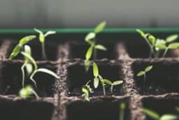 Priprema plastenika i staklenika za proizvodnju rasada