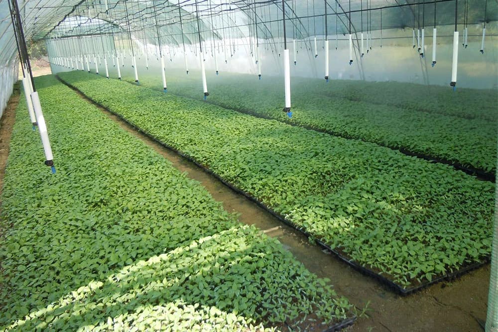 Preporuke za zaštitu i đubrenje presađenih kultura u plastenicima