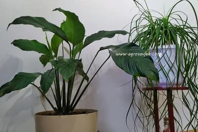 Ovo su sobne biljke koje nikada ne treba orošavati