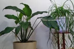 5 Pravila njege sobnog cvijeća u zimskom periodu!