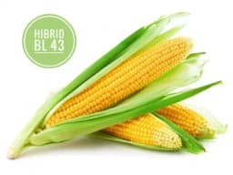 Ko posije domaći hibrid kukuruza "BL 43" dobija podsticaje
