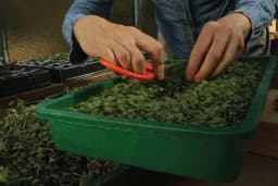 Mikropovrće - Načini uzgoja i zdravstvene prednosti!