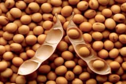 SOJA - Svakim danom kašnjenja sjetve nakon 1. maja prinos opada do 25 kg.