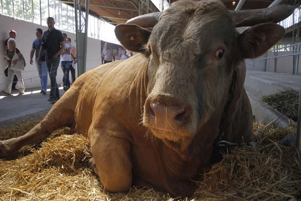 Više hiljada bikova u Semberiji prešlo tonu, farmeri se plaše uginuća