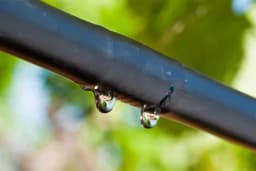 Kako je i gdje nastao sistem kap po kap i cherry paradajz?