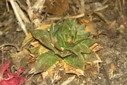 ČUVARKUĆA SAČUVALA DOMAĆINA