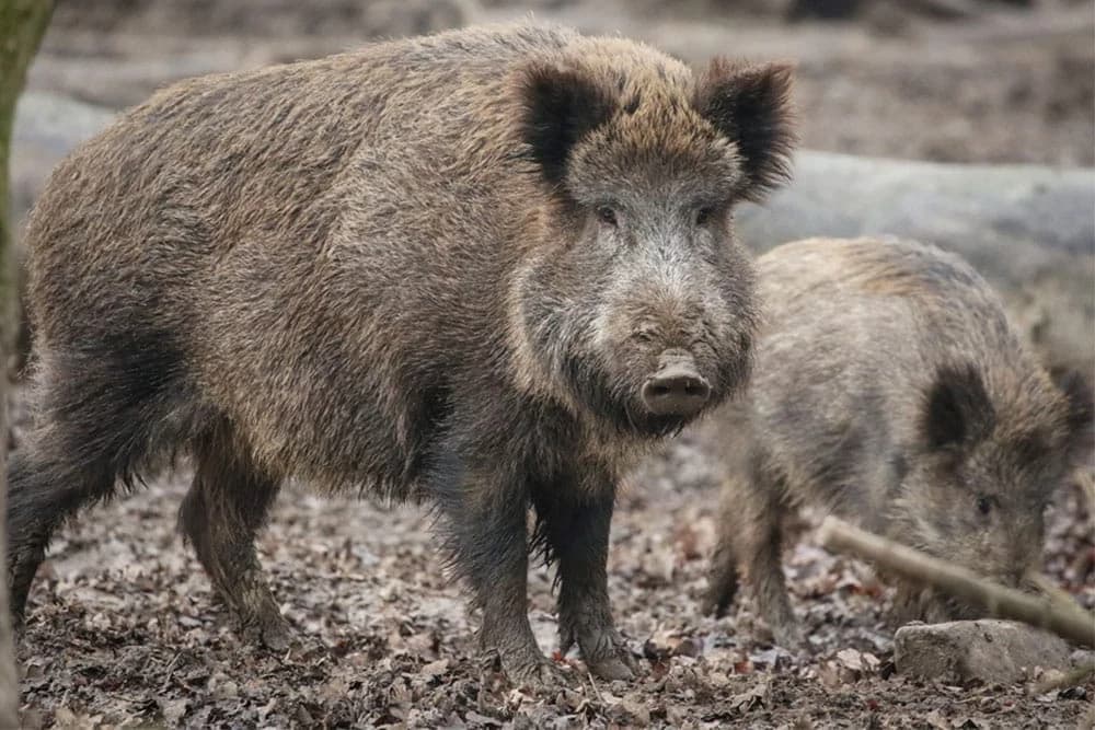 STIGLE NADOMAK CENTRA Divlje svinje prošetale Sanskim Mostom