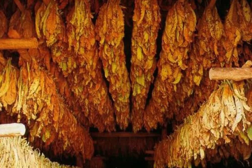 "Masne" akcize tjeraju proizvođače duvana na crno tržište