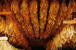 "Masne" akcize tjeraju proizvođače duvana na crno tržište