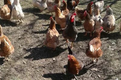 Zašto kokama otpada perje