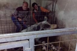 Svinja oprasila 21 prase