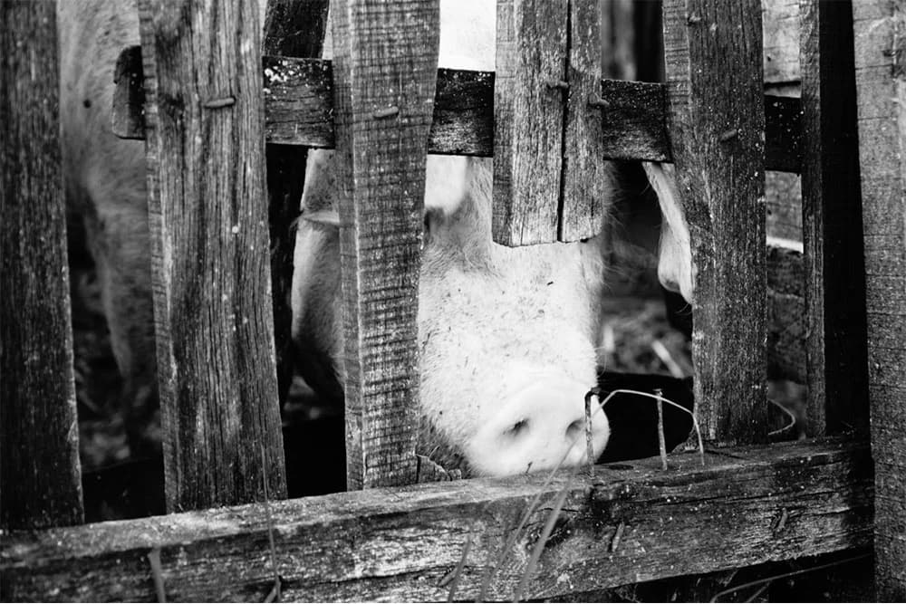 BiH će ukinuti vakcinaciju protiv svinjske kuge