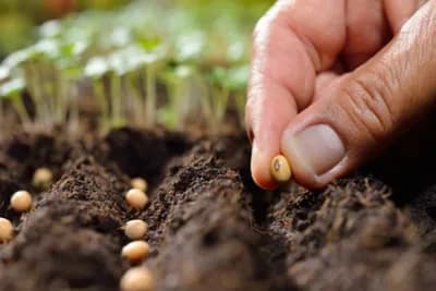 Za sjemenske pakete stiglo 750 prijava