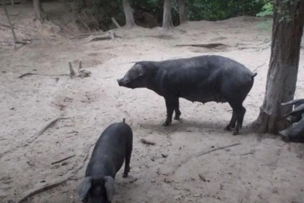 Nema zaraženih svinja u BiH, ali je kuga pred vratima