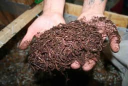 Vermikompostiranje - Glistenjak najhranljiviji za cvijeće i povrće