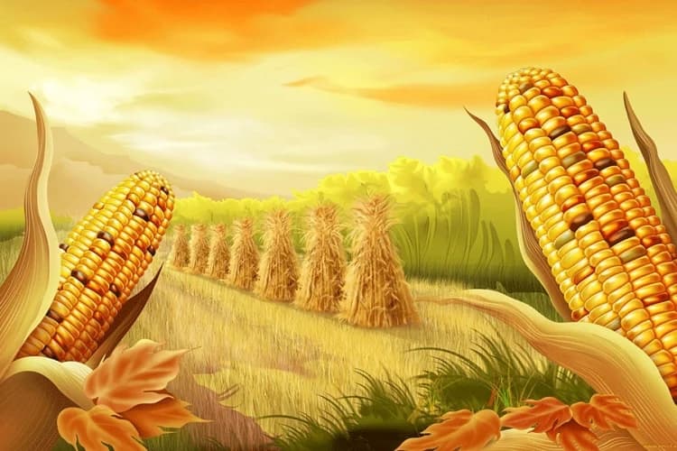 Mjesto kukuruza u plodoredu