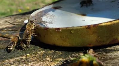 Pčelama prijeti izumiranje - nešto loše se dešava