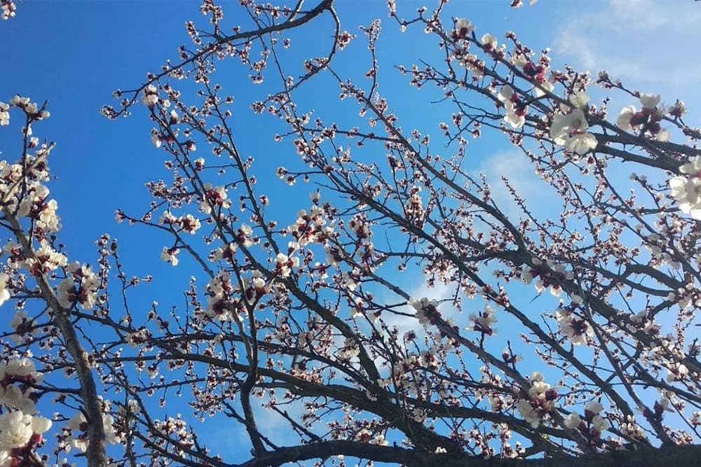 Očekuje se ranije kretanje vegetacije - Koji su rizici za voćke?