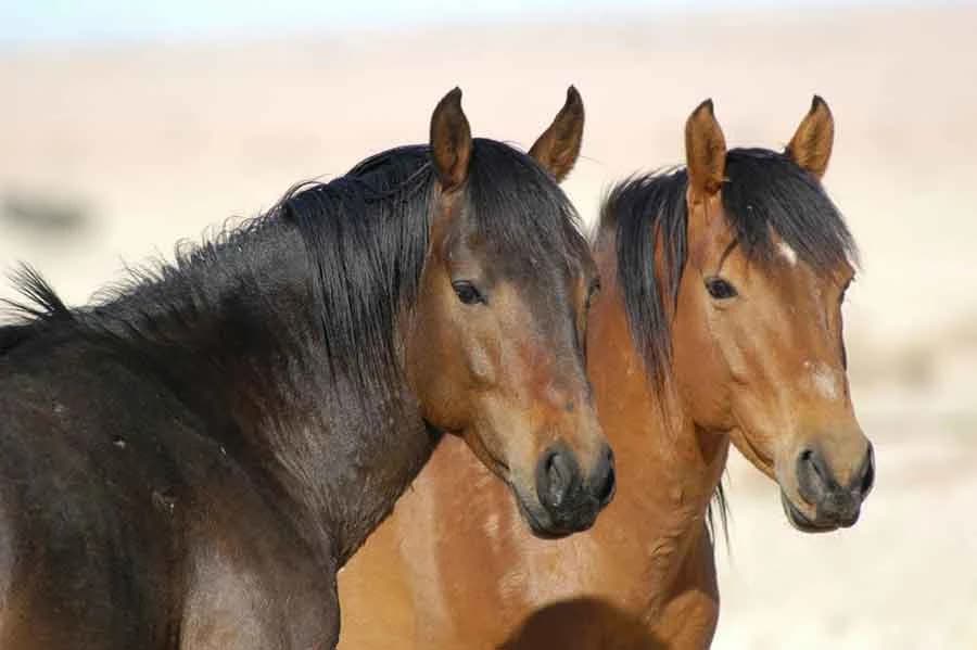 Progutao konjsku dlaku pa mu to odredilo sudbinu!