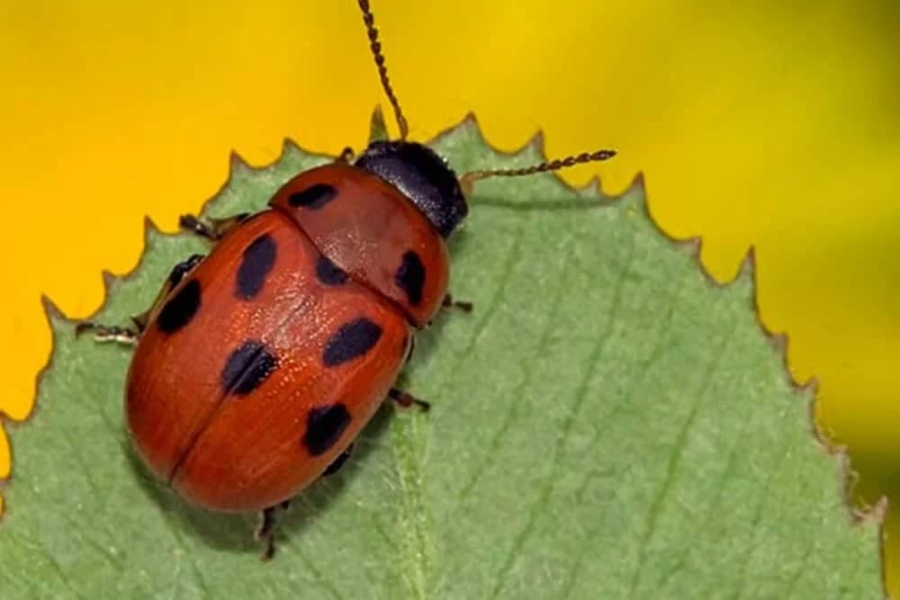 Lucerkina buba krenula da pravi štete - pripremite se za zaštitu