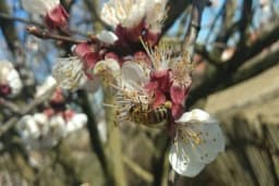 Pčele nestaju, naučnici zabrinuti