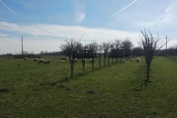 Zaštitite voćke od mraza na pravi način i spriječite štetu