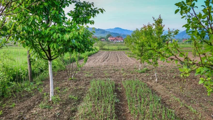 Izmrzavanje voćaka uslijed niskih temperatura