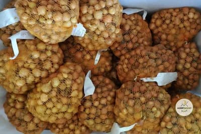 Sjemenski luk - koju sortu izabrati prilikom sadnje?