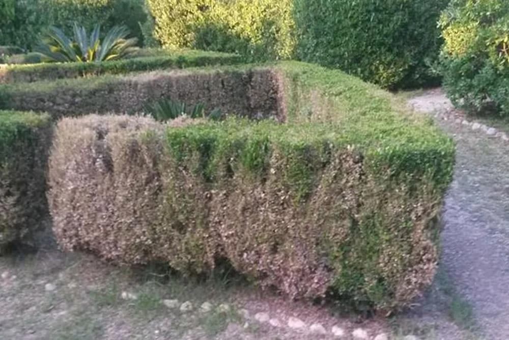 Zaštitite svoj ŠIMŠIR od PLAMENCA